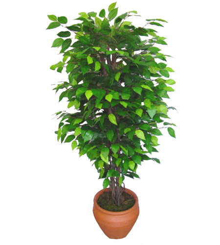 Ficus Benjamin 1,50 cm   Edirne iek gnderme sitemiz gvenlidir 