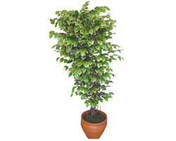 Ficus zel Starlight 1,75 cm   Edirne yurtii ve yurtd iek siparii 