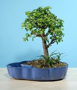 ithal bonsai saksi iegi  Edirne iek servisi , ieki adresleri 