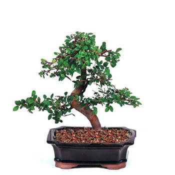 ithal bonsai saksi iegi  Edirne kaliteli taze ve ucuz iekler 