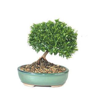 ithal bonsai saksi iegi  Edirne online ieki , iek siparii 