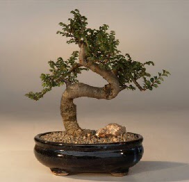 ithal bonsai saksi iegi  Edirne nternetten iek siparii 