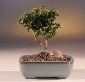  Edirne internetten iek siparii  ithal bonsai saksi iegi  Edirne iek online iek siparii 
