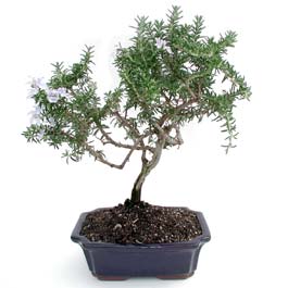 ithal bonsai saksi iegi  Edirne online iek gnderme sipari 