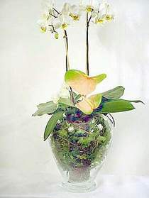  Edirne cicek , cicekci  Cam yada mika vazoda zel orkideler