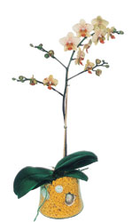  Edirne gvenli kaliteli hzl iek  Phalaenopsis Orkide ithal kalite