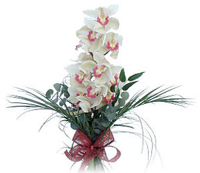  Edirne hediye sevgilime hediye iek  Dal orkide ithal iyi kalite