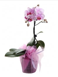 1 dal pembe orkide saksı çiçeği  Edirne çiçek , çiçekçi , çiçekçilik 