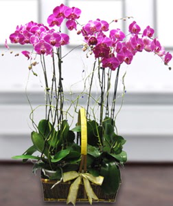 4 dall mor orkide  Edirne ucuz iek gnder 