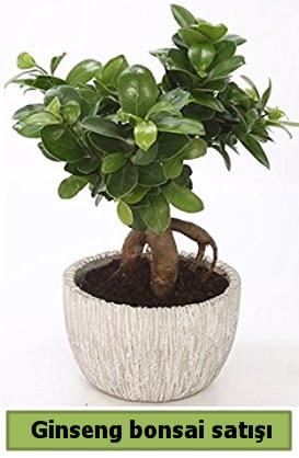 Ginseng bonsai japon ağacı satışı  Edirne online çiçek gönderme sipariş 