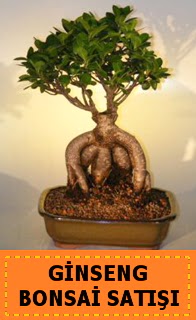 Ginseng bonsai sat japon aac  Edirne yurtii ve yurtd iek siparii 