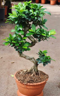 Orta boy bonsai saks bitkisi  Edirne iek maazas , ieki adresleri 