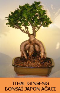 thal japon aac ginseng bonsai sat  Edirne internetten iek sat 