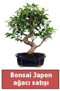 Japon aac bonsai sat  Edirne hediye sevgilime hediye iek 