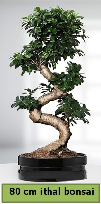 80 cm özel saksıda bonsai bitkisi  Edirne online çiçek gönderme sipariş 