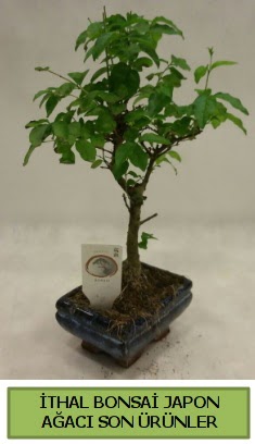 thal bonsai japon aac bitkisi  Edirne iek yolla 