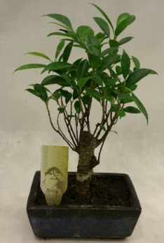 Japon aac bonsai bitkisi sat  Edirne online iek gnderme sipari 