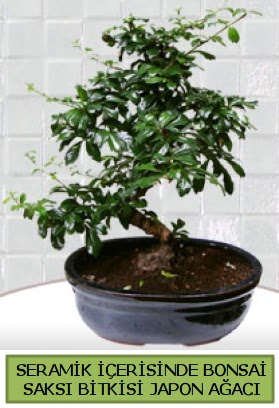 Seramik vazoda bonsai japon aac bitkisi  Edirne hediye sevgilime hediye iek 