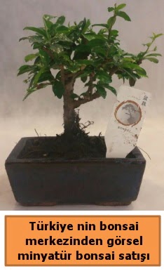 Japon aac bonsai sat ithal grsel  Edirne internetten iek siparii 