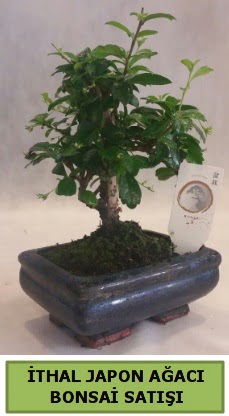 thal japon aac bonsai bitkisi sat  Edirne online iek gnderme sipari 