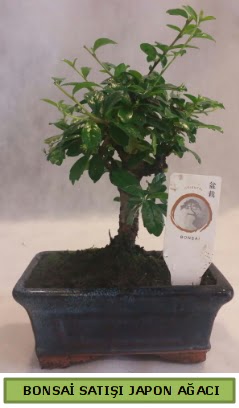 Minyatr bonsai aac sat  Edirne iek siparii vermek 