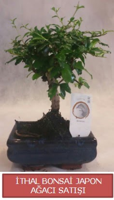 thal kk boy minyatr bonsai aa bitkisi  Edirne online iek gnderme sipari 