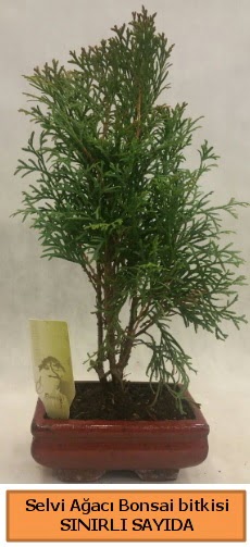 Selvi aac bonsai japon aac bitkisi  Edirne cicek , cicekci 
