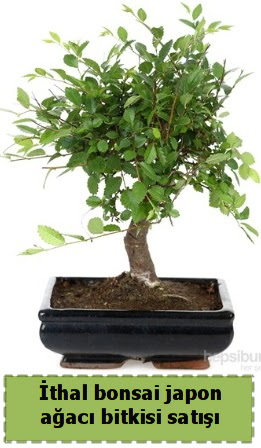 thal bonsai saks iei Japon aac sat  Edirne internetten iek sat 
