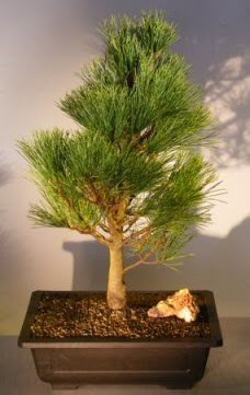 am aac japon aac bitkisi bonsai  Edirne online iek gnderme sipari 