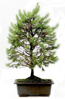 *** STOKTA YOK - am aac bonsai bitkisi sat  Edirne online ieki , iek siparii 