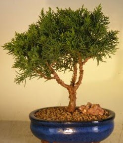 Servi am bonsai japon aac bitkisi  Edirne internetten iek siparii 