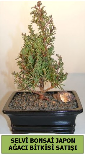 Selvi am japon aac bitkisi bonsai  Edirne online iek gnderme sipari 