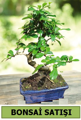 am bonsai japon aac sat  Edirne cicek , cicekci 