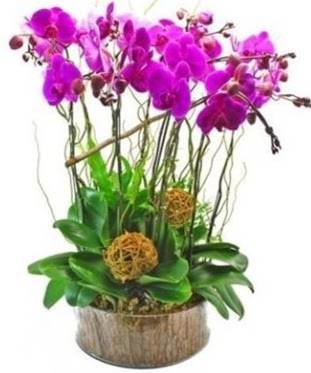 Ahap ktkte lila mor orkide 8 li  Edirne iek online iek siparii 
