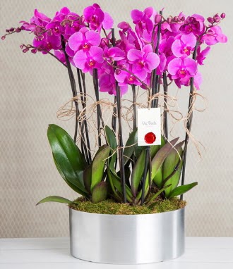 11 dall mor orkide metal vazoda  Edirne iekiler 