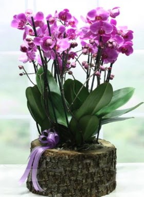 Ktk ierisinde 6 dall mor orkide  Edirne uluslararas iek gnderme 