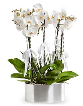 Be dall metal saksda beyaz orkide  Edirne internetten iek siparii 