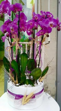 Seramik vazoda 4 dall mor lila orkide  Edirne gvenli kaliteli hzl iek 