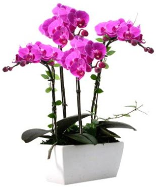 Seramik vazo ierisinde 4 dall mor orkide  Edirne cicek , cicekci 