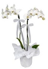 2 dall beyaz orkide  Edirne ucuz iek gnder 