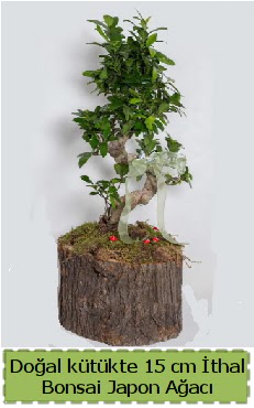 Doal ktkte thal bonsai japon aac  Edirne iek siparii vermek 