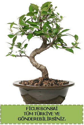 Ficus bonsai  Edirne iekiler 