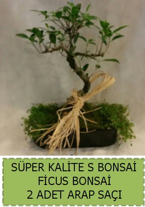 Ficus S Bonsai ve arap saçı  Edirne online çiçek gönderme sipariş 