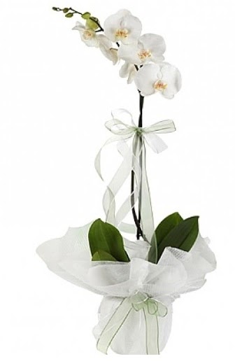 Tekli Beyaz Orkide  Edirne 14 ubat sevgililer gn iek 