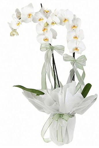ift Dall Beyaz Orkide  Edirne iek gnderme sitemiz gvenlidir 