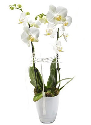 2 dall beyaz seramik beyaz orkide sakss  Edirne iekiler 