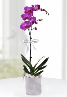 Tek dallı saksıda mor orkide çiçeği  Edirne çiçek servisi , çiçekçi adresleri 