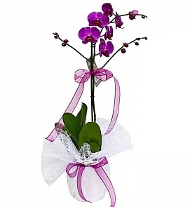 Tek dallı saksıda ithal mor orkide çiçeği  Edirne çiçek servisi , çiçekçi adresleri 