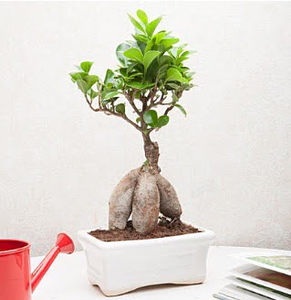 Exotic Ficus Bonsai ginseng  Edirne ieki telefonlar 