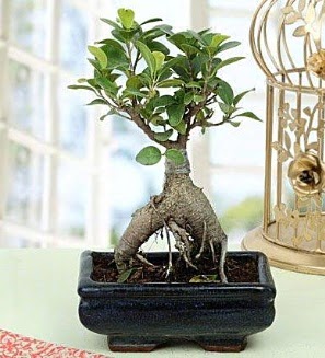 Appealing Ficus Ginseng Bonsai  Edirne iek gnderme sitemiz gvenlidir 